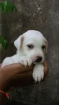 Diego