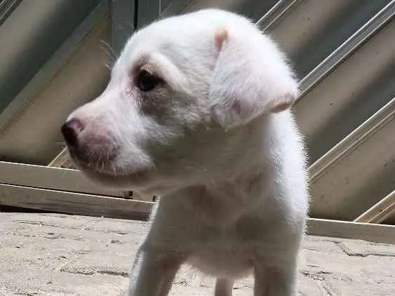Cachorro ra a SRD idade 2 a 6 meses nome Diego