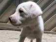 Diego