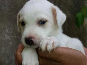 Cachorro raça SRD idade 2 a 6 meses nome Diego