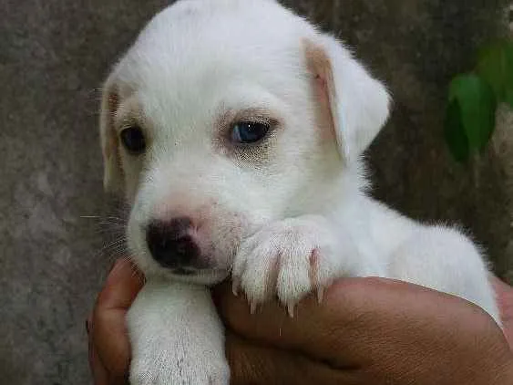 Cachorro ra a SRD idade 2 a 6 meses nome Diego