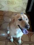 Mel