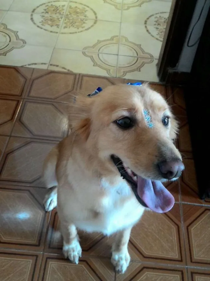 Cachorro ra a Golden com vira-lata  idade 3 anos nome Mel