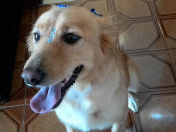 Cachorro ra a Golden com vira-lata  idade 3 anos nome Mel