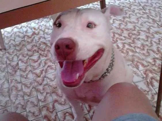 Cachorro ra a Pitbull idade 3 anos nome Roice