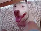 Cachorro raça Pitbull idade 3 anos nome Roice
