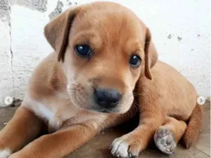 Cachorro raça Vira-Lata idade Abaixo de 2 meses nome Sem nome 