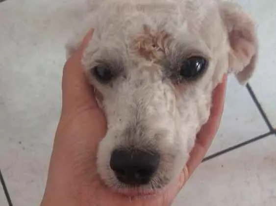Cachorro ra a Poodle idade  nome Tony
