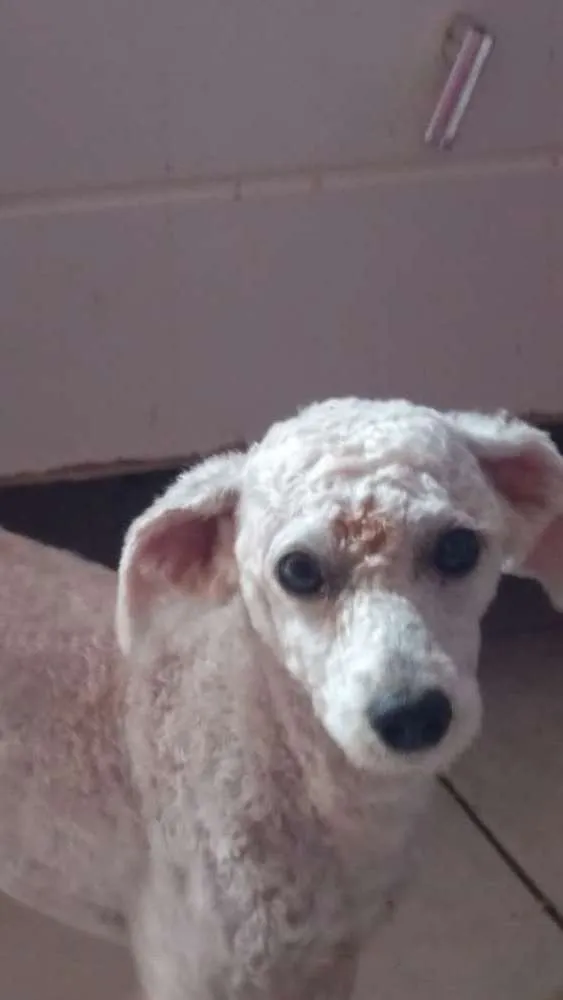 Cachorro ra a Poodle idade  nome Tony