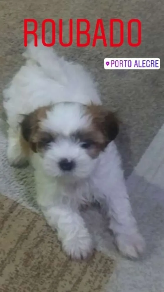 Cachorro ra a Lhasa apso idade 2 a 6 meses nome Angel