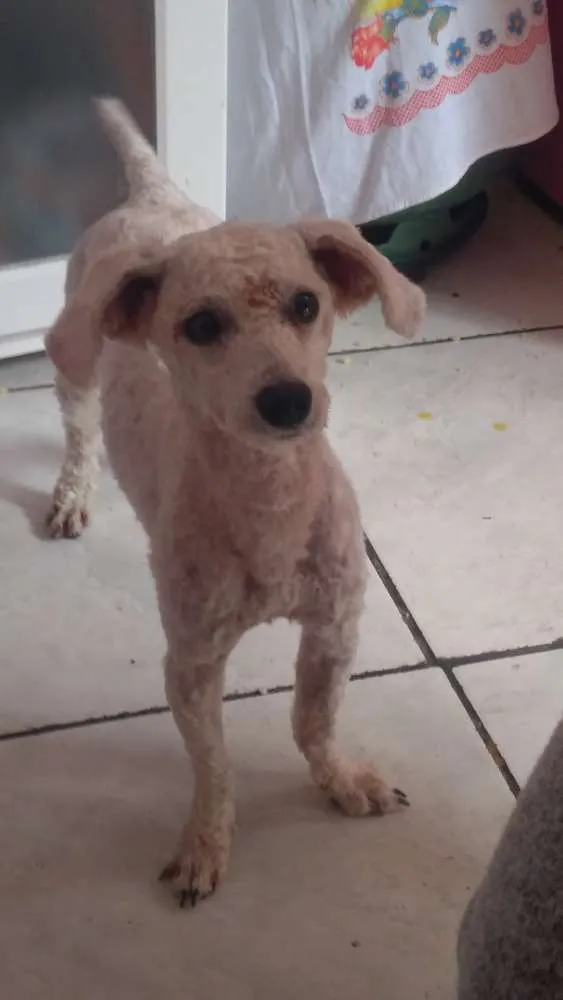 Cachorro ra a Poodle idade  nome Tony