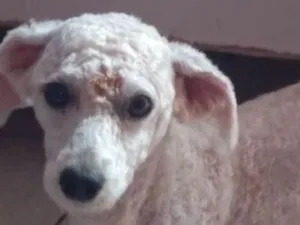 Cachorro raça Poodle idade  nome Tony