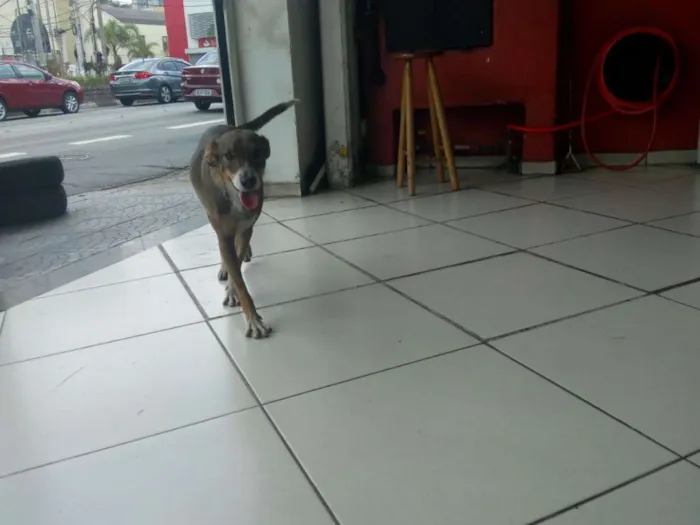 Cachorro ra a SRD idade 3 anos nome Feliz (Apelidamos)
