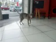 Feliz (Apelidamos)