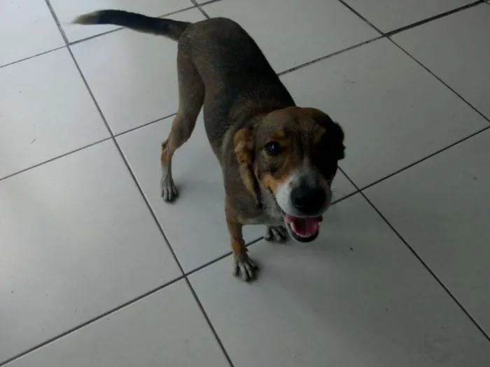 Cachorro ra a SRD idade 3 anos nome Feliz (Apelidamos)