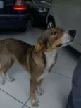 Feliz (Apelidamos)
