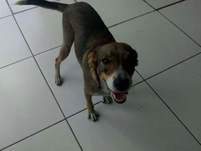 Cachorro ra a SRD idade 3 anos nome Feliz (Apelidamos)