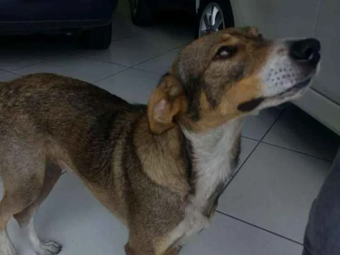 Cachorro ra a SRD idade 3 anos nome Feliz (Apelidamos)