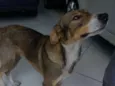 Feliz (Apelidamos)