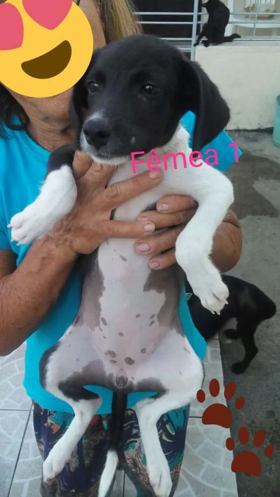 Cachorro ra a Não definida idade 2 a 6 meses nome Fêmea docinho