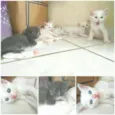 Fofinho