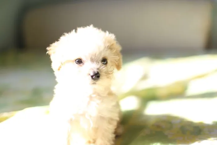 Cachorro ra a poodle com raça desconhecida idade 2 anos nome Djudy