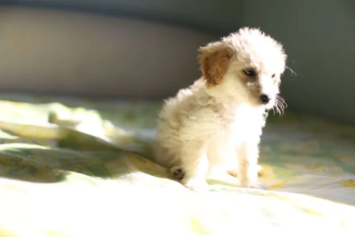 Cachorro ra a poodle com raça desconhecida idade 2 anos nome Djudy