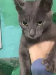 Fofinho