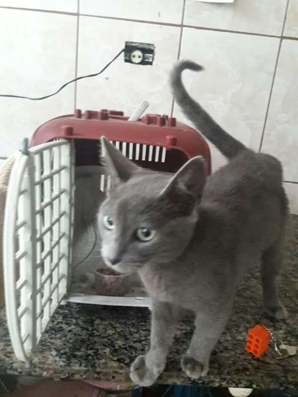 Gato ra a  idade 2 a 6 meses nome Fofinho