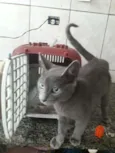 Fofinho