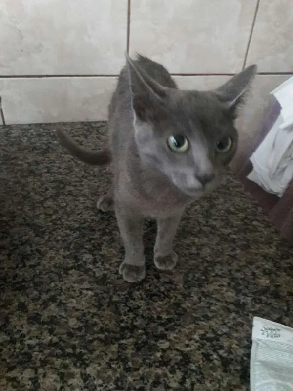 Gato ra a  idade 2 a 6 meses nome Fofinho