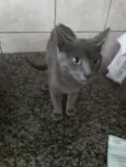 Fofinho