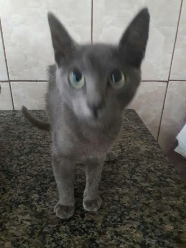Gato ra a  idade 2 a 6 meses nome Fofinho