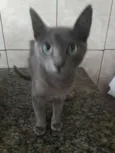 Fofinho