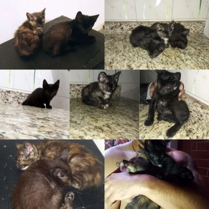 Gato ra a Vira lata idade Abaixo de 2 meses nome Filhotes 