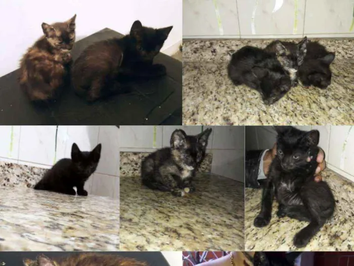 Gato ra a Vira lata idade Abaixo de 2 meses nome Filhotes 