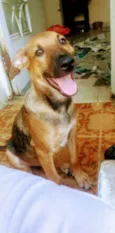 Danielzinho