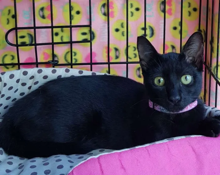 Gato ra a  idade 2 a 6 meses nome Pantera