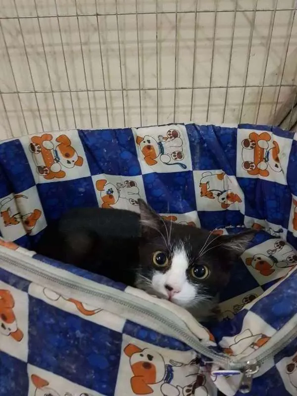 Gato ra a  idade Abaixo de 2 meses nome Logan