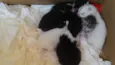 Gatos