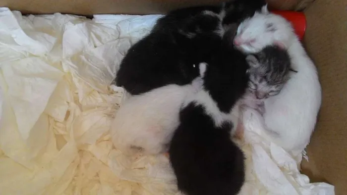 Gato raça Sem raça definida idade Abaixo de 2 meses nome Gatos