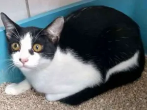 Gato raça não definida idade 2 a 6 meses nome Allan