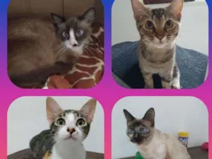 Gato raça raça não definida idade 2 a 6 meses nome sem nome 