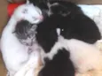 Gatos