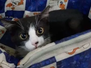 Gato raça  idade Abaixo de 2 meses nome Logan