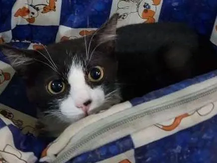 Gato ra a  idade Abaixo de 2 meses nome Logan