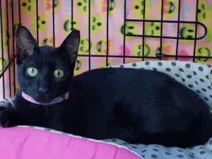 Gato raça  idade 2 a 6 meses nome Pantera
