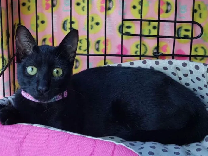 Gato ra a  idade 2 a 6 meses nome Pantera