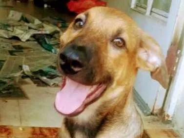 Cachorro ra a SRD idade 2 a 6 meses nome Danielzinho