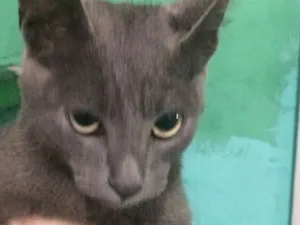 Gato raça  idade 2 a 6 meses nome Fofinho